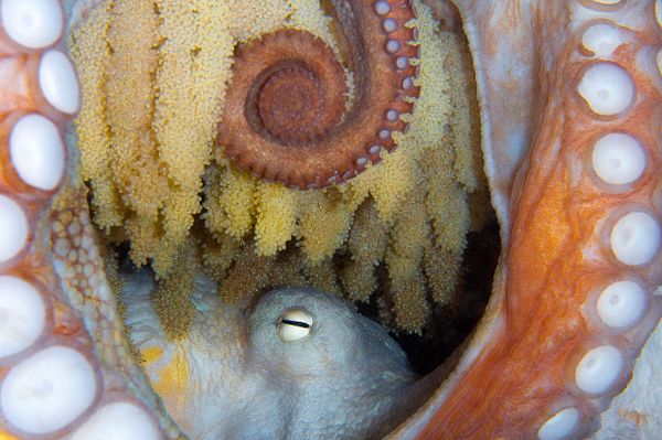 Octopus Captured for the Shot New Life That Won 5th Prize in Marine Life Behavior Category at 7th Annual Ocean Art Underwater Photo Contest Octopus Captured for the Shot New Life That Won 5th Prize in Marine Life Behavior Category at 7th Annual Ocean Art Underwater Photo Contest - Sputnik International