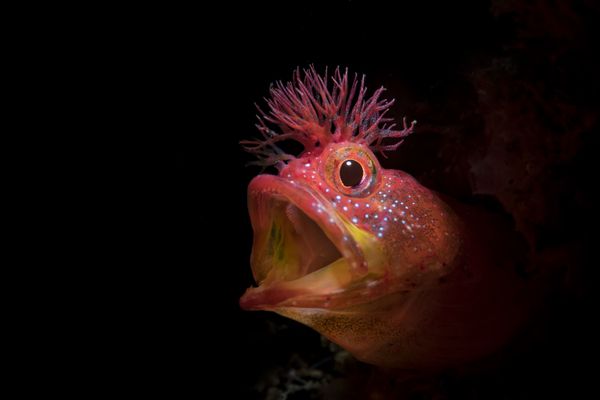 Chaenopsid Blenny Fish Captured for the Shot Roar That Won Honorary Award at 7th Annual Ocean Art Underwater Photo Contest Chaenopsid Blenny Fish Captured for the Shot Roar That Won Honorary Award at 7th Annual Ocean Art Underwater Photo Contest - Sputnik International