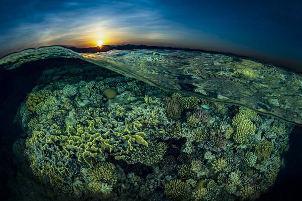 Gordon Reef Pictured for Sunsplit Shot That Won Second prize in Reefscapes Category at 7th Annual Ocean Art Underwater Photo Contest Gordon Reef Pictured for Sunsplit Shot That Won Second prize in Reefscapes Category at 7th Annual Ocean Art Underwater Photo Contest - Sputnik International