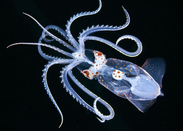 Sharp-eared Enope Squid Pictured for Ancistrocheirus Shot Won First Prize in Macro Category at 7th Annual Ocean Art Underwater Photo Contest Sharp-eared Enope Squid Pictured for Ancistrocheirus Shot Won First Prize in Macro Category at 7th Annual Ocean Art Underwater Photo Contest - Sputnik International