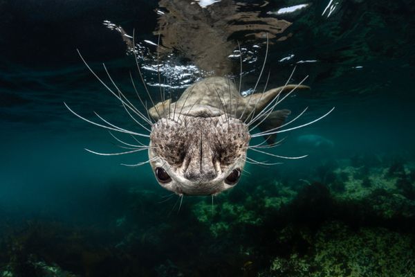 Grey Seal Face Won First prize in Cold Water Category at 7th Annual Ocean Art Underwater Photo Contest Grey Seal Face Won First prize in Cold Water Category at 7th Annual Ocean Art Underwater Photo Contest - Sputnik International