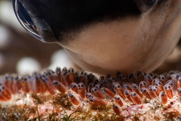 Love from a Father Won Third Prize in Marine Life Behavior Category at 7th Annual Ocean Art Underwater Photo Contest Love from a Father Won Third Prize in Marine Life Behavior Category at 7th Annual Ocean Art Underwater Photo Contest - Sputnik International