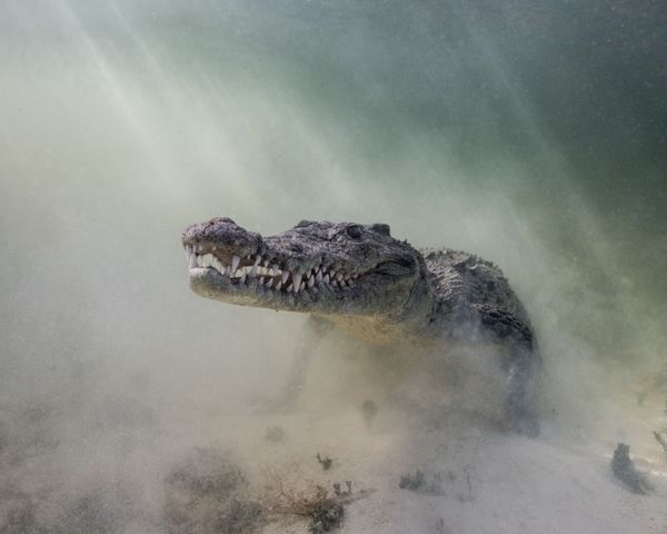Croc in the Mist Shot Won Story of the Shot Category at 7th Annual Ocean Art Underwater Photo Contest Croc in the Mist Shot Won Story of the Shot Category at 7th Annual Ocean Art Underwater Photo Contest - Sputnik International