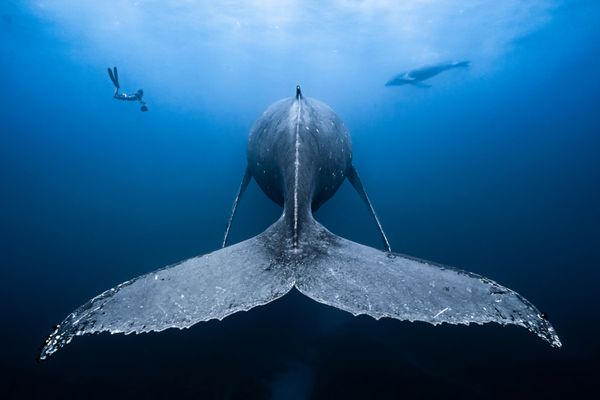 Atlantic Spotted Dolphins Shot That Shows Female Whale With a Cub Won in Bluewater Travel Category at 7th Annual Ocean Art Underwater Photo Contest Atlantic Spotted Dolphins Shot That Shows Female Whale With a Cub Won in Bluewater Travel Category at 7th Annual Ocean Art Underwater Photo Contest - Sputnik International
