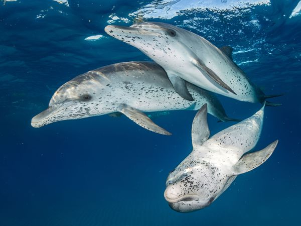 Atlantic Spotted Dolphins Won in Bluewater Travel Category at 7th Annual Ocean Art Underwater Photo Contest Atlantic Spotted Dolphins Won in Bluewater Travel Category at 7th Annual Ocean Art Underwater Photo Contest - Sputnik International