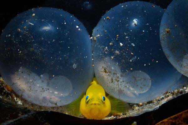Little Birth Won the Main Prize in Bluewater Travel Category at 7th Annual Ocean Art Underwater Photo Contest Little Birth Won the Main Prize in Bluewater Travel Category at 7th Annual Ocean Art Underwater Photo Contest - Sputnik International
