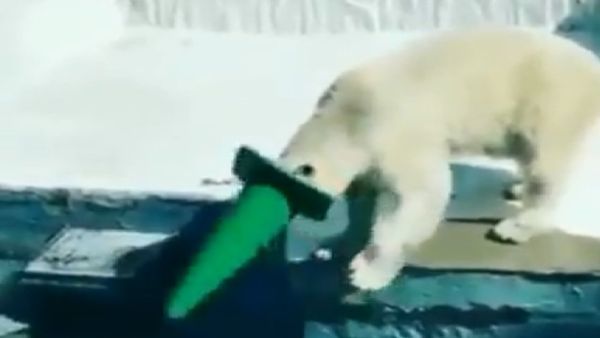 Polar Bear - Sputnik International