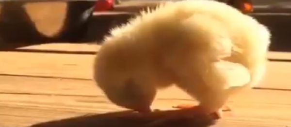Chicken falling asleep Chicken falling asleep - Sputnik International