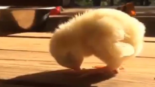 Chicken falling asleep Chicken falling asleep - Sputnik International