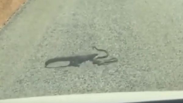 Lizard vs Snake - Sputnik International