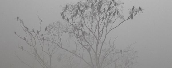 Birds sit on a tree in the dense smog - Sputnik International