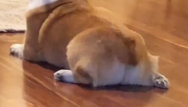 Corgi Twerks - Sputnik International