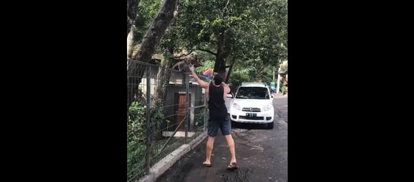 Tricking a Monkey Thief with a Banana - Sputnik International