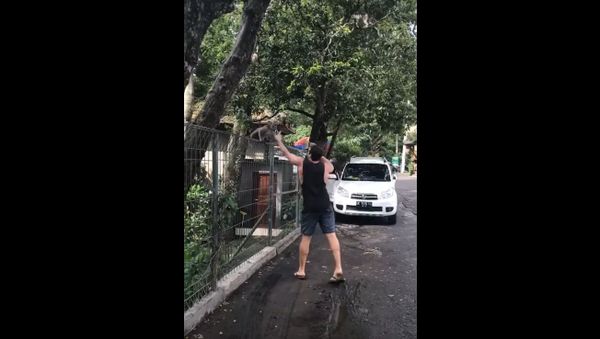 Tricking a Monkey Thief with a Banana Tricking a Monkey Thief with a Banana - Sputnik International
