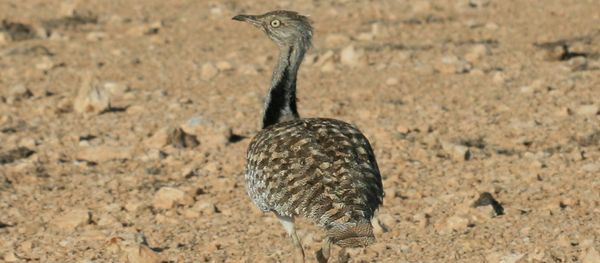 Houbara Bustard Houbara Bustard - Sputnik International