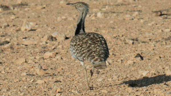 Houbara Bustard - Sputnik International