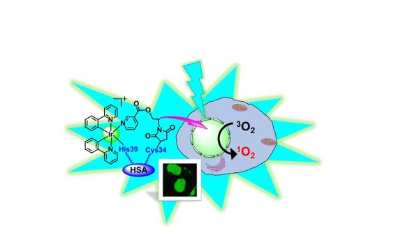 Nucleus‐Targeted Organoiridium–Albumin Conjugate for Photodynamic Cancer Therapy Nucleus‐Targeted Organoiridium–Albumin Conjugate for Photodynamic Cancer Therapy - Sputnik International