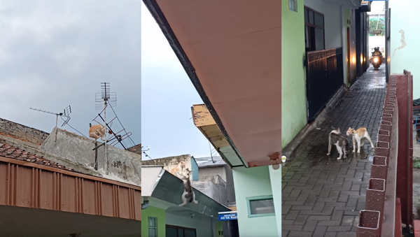 Streetcat Scuffle Leads to Two-Story Tumble - Sputnik International