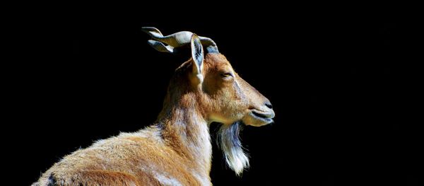 A markhor A markhor - Sputnik International