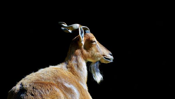 A markhor - Sputnik International