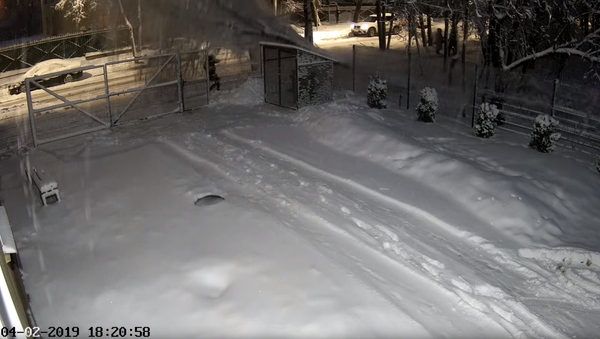 Timber! Russian Pedestrian Fights Way Out of Felled Tree - Sputnik International