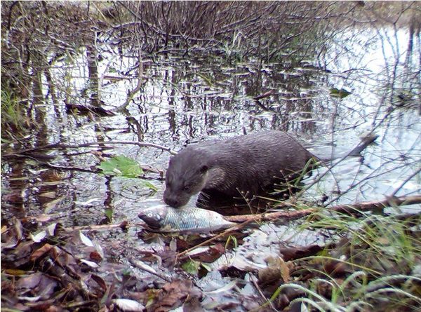 Nature’s Revenge: Wildlife in the Chernobyl Exclusion Zone - Sputnik International