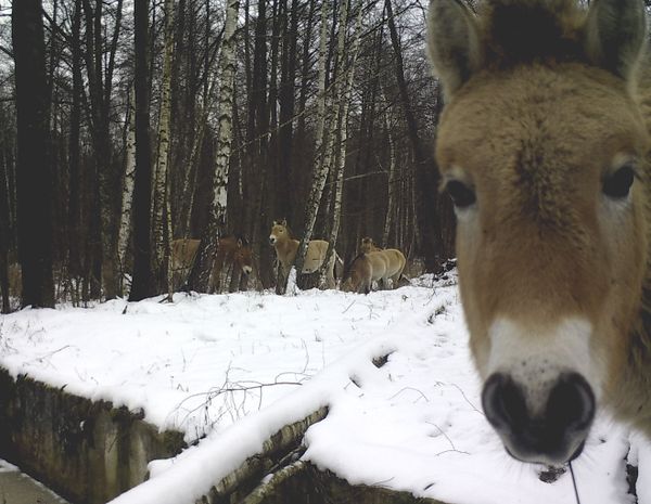 Nature’s Revenge: Wildlife in the Chernobyl Exclusion Zone - Sputnik International