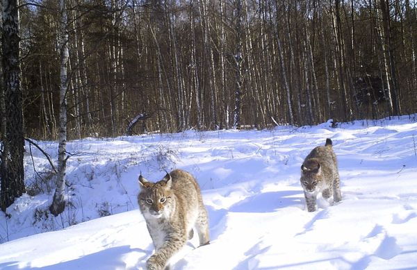 Nature’s Revenge: Wildlife in the Chernobyl Exclusion Zone - Sputnik International