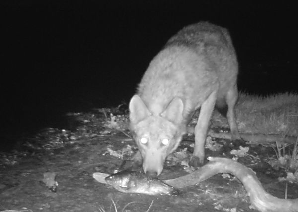 Nature’s Revenge: Wildlife in the Chernobyl Exclusion Zone - Sputnik International