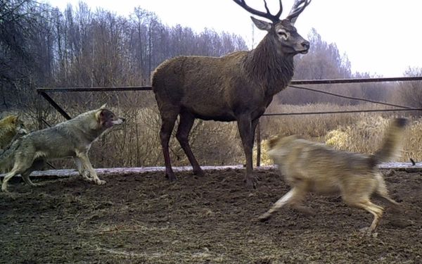 Nature’s Revenge: Wildlife in the Chernobyl Exclusion Zone - Sputnik International