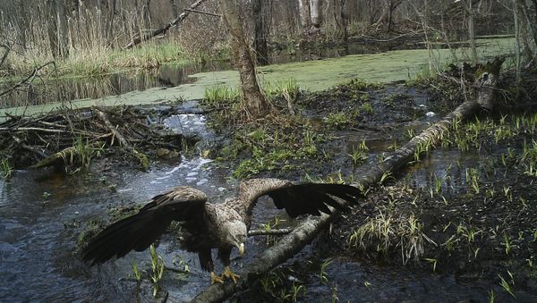 Орел в зоне отчуждения Чернобыльской АЭС Орел в зоне отчуждения Чернобыльской АЭС - Sputnik International