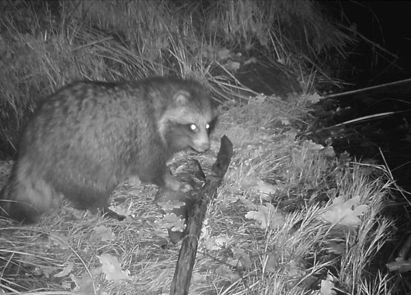 Nature’s Revenge: Wildlife in the Chernobyl Exclusion Zone - Sputnik International