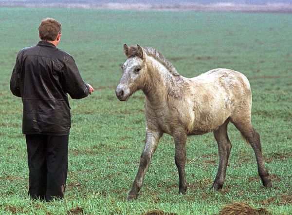Nature’s Revenge: Wildlife in the Chernobyl Exclusion Zone - Sputnik International