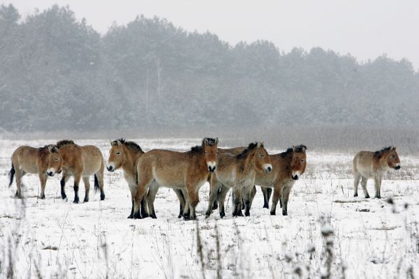 Nature’s Revenge: Wildlife in the Chernobyl Exclusion Zone - Sputnik International