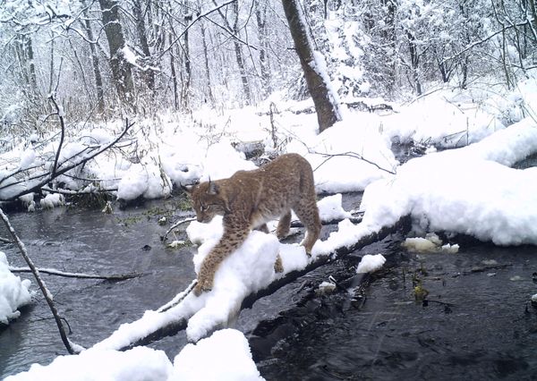 Nature’s Revenge: Wildlife in the Chernobyl Exclusion Zone - Sputnik International