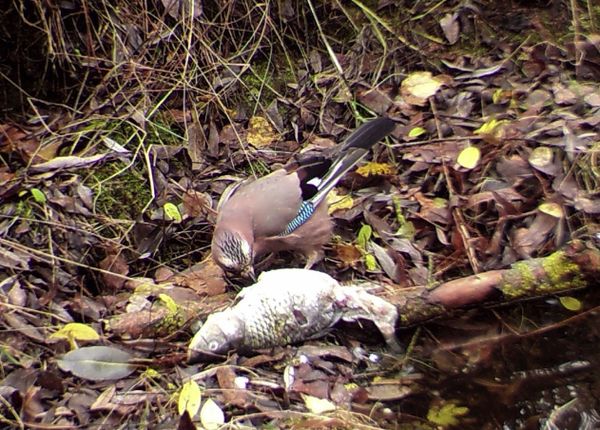 Nature’s Revenge: Wildlife in the Chernobyl Exclusion Zone - Sputnik International