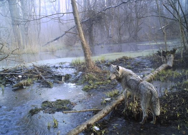 Nature’s Revenge: Wildlife in the Chernobyl Exclusion Zone - Sputnik International