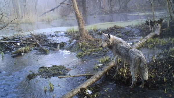 Nature’s Revenge: Wildlife in the Chernobyl Exclusion Zone - Sputnik International