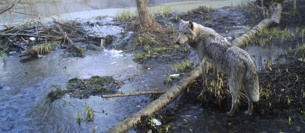 Nature’s Revenge: Wildlife in the Chernobyl Exclusion Zone Nature’s Revenge: Wildlife in the Chernobyl Exclusion Zone - Sputnik International