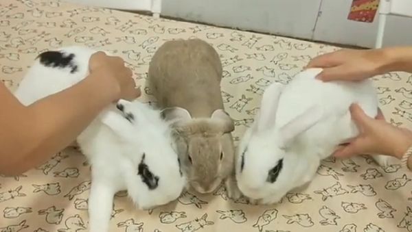 Rabbits - Sputnik International