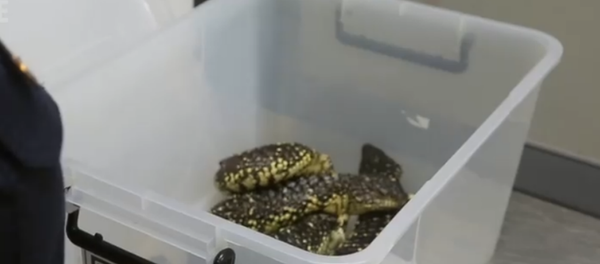 10 native lizards seized from passenger’s luggage at Sydney Airport 10 native lizards seized from passenger’s luggage at Sydney Airport - Sputnik International
