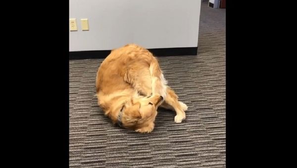 Weird Flex But OK: Golden Retriever Catches Tail - Sputnik International