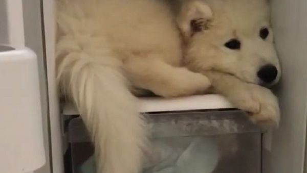 Dog - Sputnik International