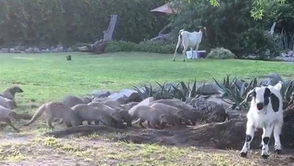 ‘Scatter!’: Mongoose Mob Creeps on Baby Goat - Sputnik International