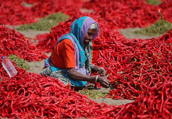 This Week in Pictures: 2 - 8 February This Week in Pictures: 2 - 8 February - Sputnik International