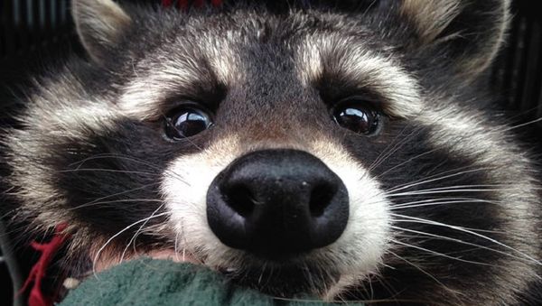 Raccoon - Sputnik International