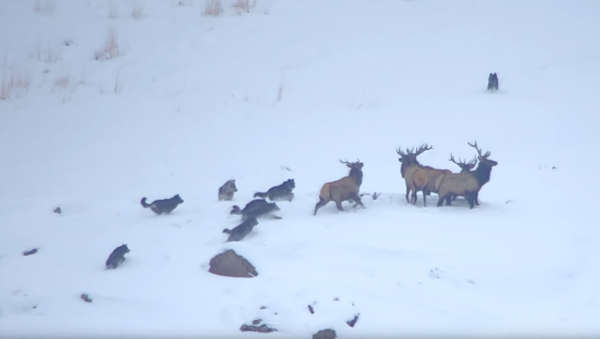 Elk Evade Wolves, Achieve Higher Ground During Snowy Showdown - Sputnik International