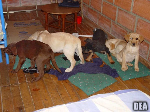 This 2005 photo provided by U.S. Drug Enforcement Administration officials shows puppies rescued from a farm in Colombia destined for use by a U.S. veterinarian working for a Colombian drug trafficking ring. Veterinarian Andres Lopez Elorez used the puppies to smuggle packets of liquid heroin on commercial flights to New York City, where the heroin packets were eventually cut out of the puppies, who died in the process, officials said. Elorez, who pleaded guilty in September to conspiring to import heroin into the United States, received a 6-year sentence on Thursday, Feb. 7, 2019. - Sputnik International