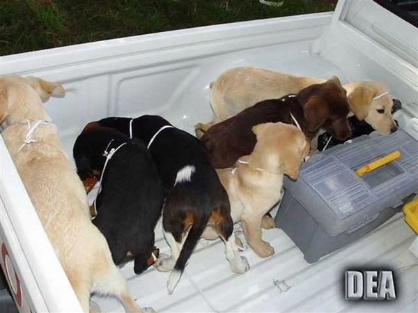 This 2005 photo provided by U.S. Drug Enforcement Administration officials shows puppies rescued from a farm in Colombia destined for use by a U.S. veterinarian working for a Colombian drug trafficking ring. Veterinarian Andres Lopez Elorez used the puppies to smuggle packets of liquid heroin on commercial flights to New York City, where the heroin packets were eventually cut out of the puppies, who died in the process, officials said. Elorez, who pleaded guilty in September 2018 to conspiring to import heroin into the United States, received a 6-year sentence on Thursday, Feb. 7, 2019. (U.S. Drug Enforcement Administration via AP, File) - Sputnik International