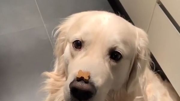 Golden Retriever Catches Food - Sputnik International